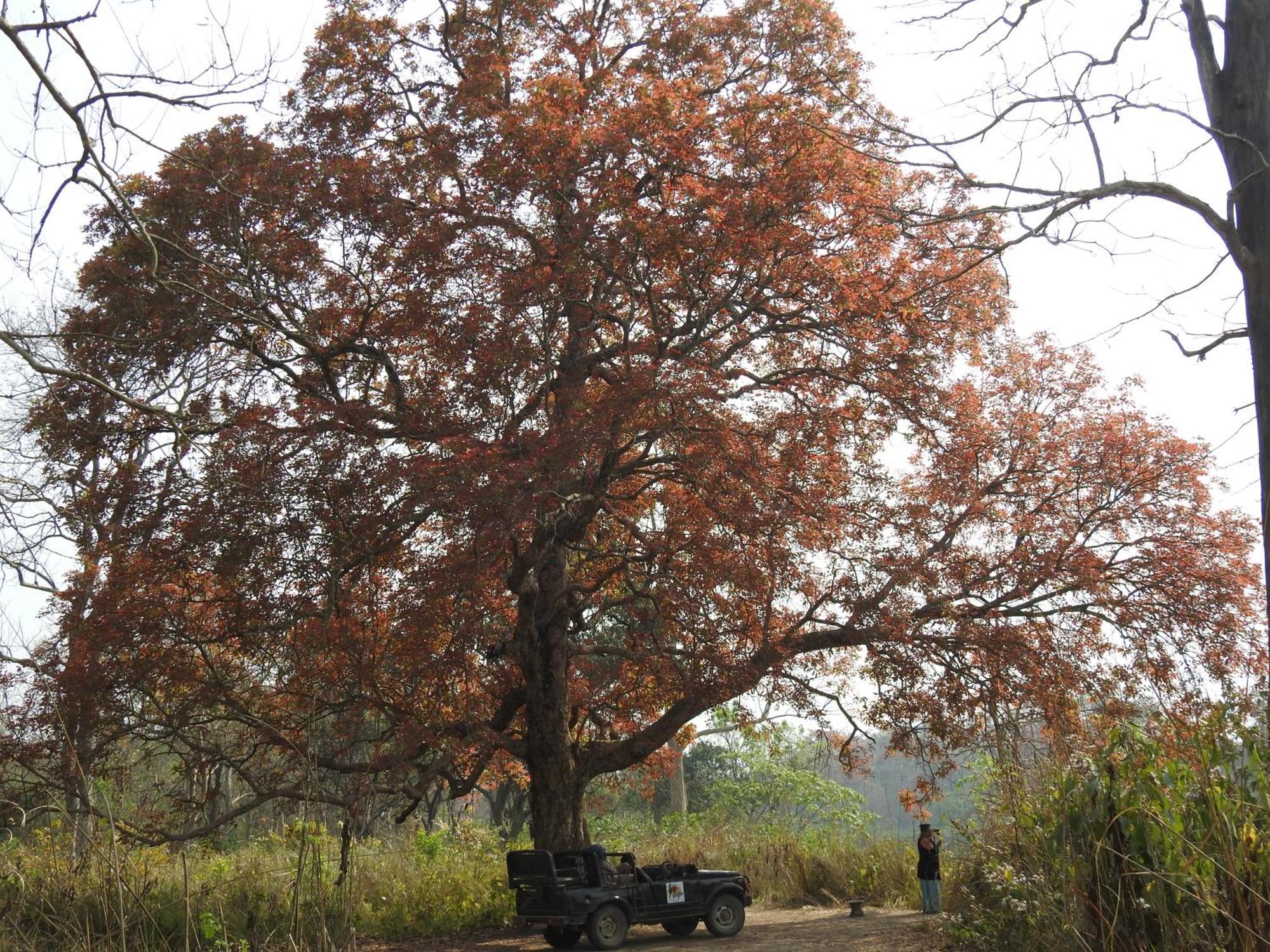 Babai Resort Pvt Ltd Bardiya Exterior photo